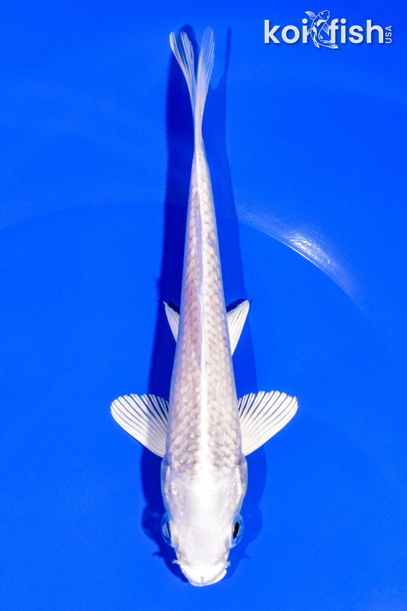 5.5" PLATINUM OGON