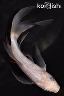 6.25" SORAGOI BUTTERFLY