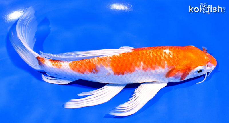 8" HARIWAKE BUTTERFLY
