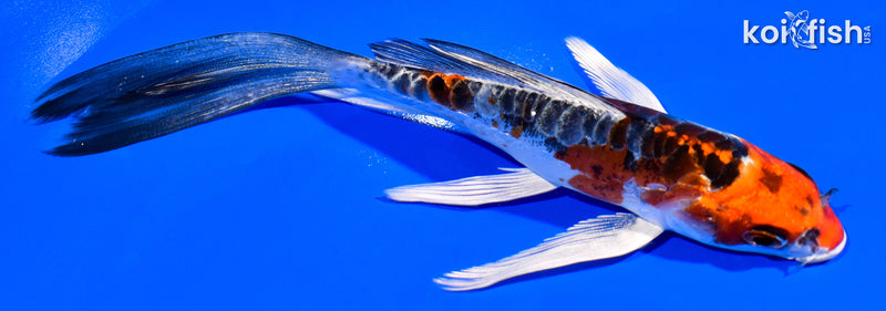 5.75" BENI KIKOKURYU BUTTERFLY