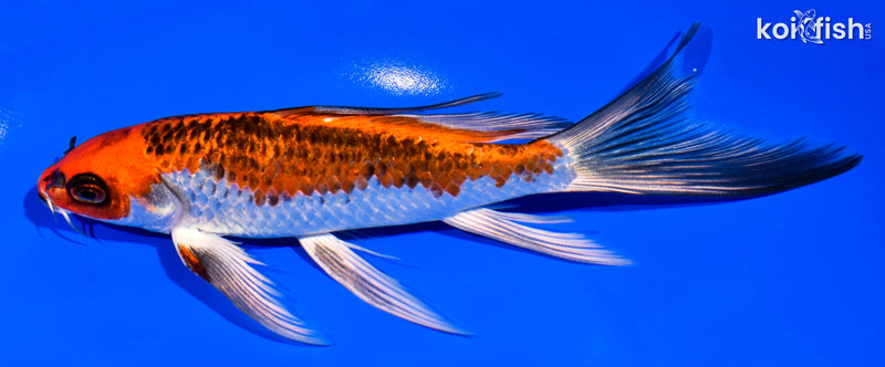 6.75" KUJAKU BUTTERFLY