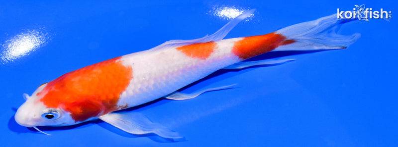 7.25" SANDAN KOHAKU BUTTERFLY