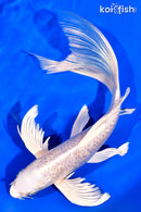 9" GINRIN PLATINUM OGON BUTTERFLY