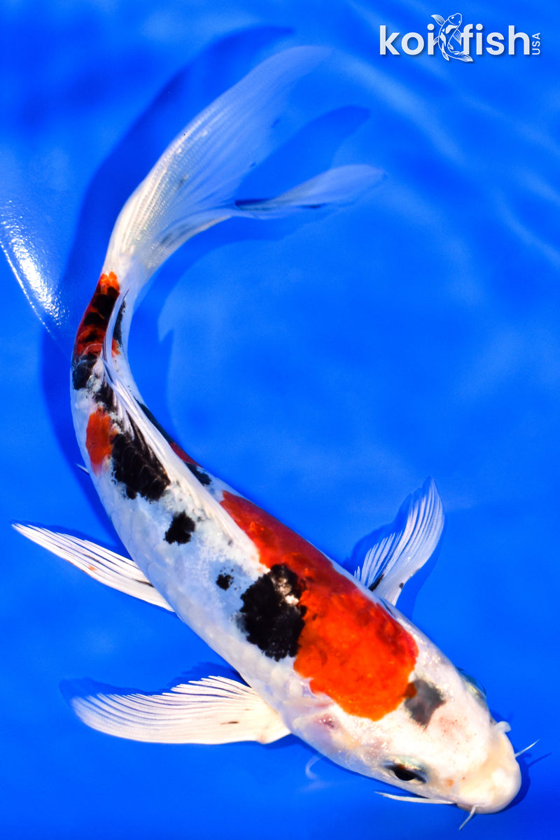 7" HEISEI NISHIKI BUTTERFLY