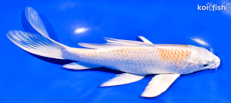 7.5" HARIWAKE BUTTERFLY