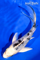 5.5" GINRIN GIN SHIRO BEKKO