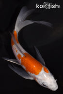 5.25" OCHIBA SHIGURE BUTTERFLY