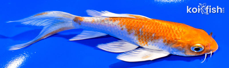 5.25" HARIWAKE BUTTERFLY