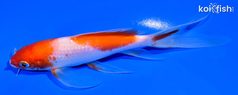 5.5" KOHAKU BUTTERFLY