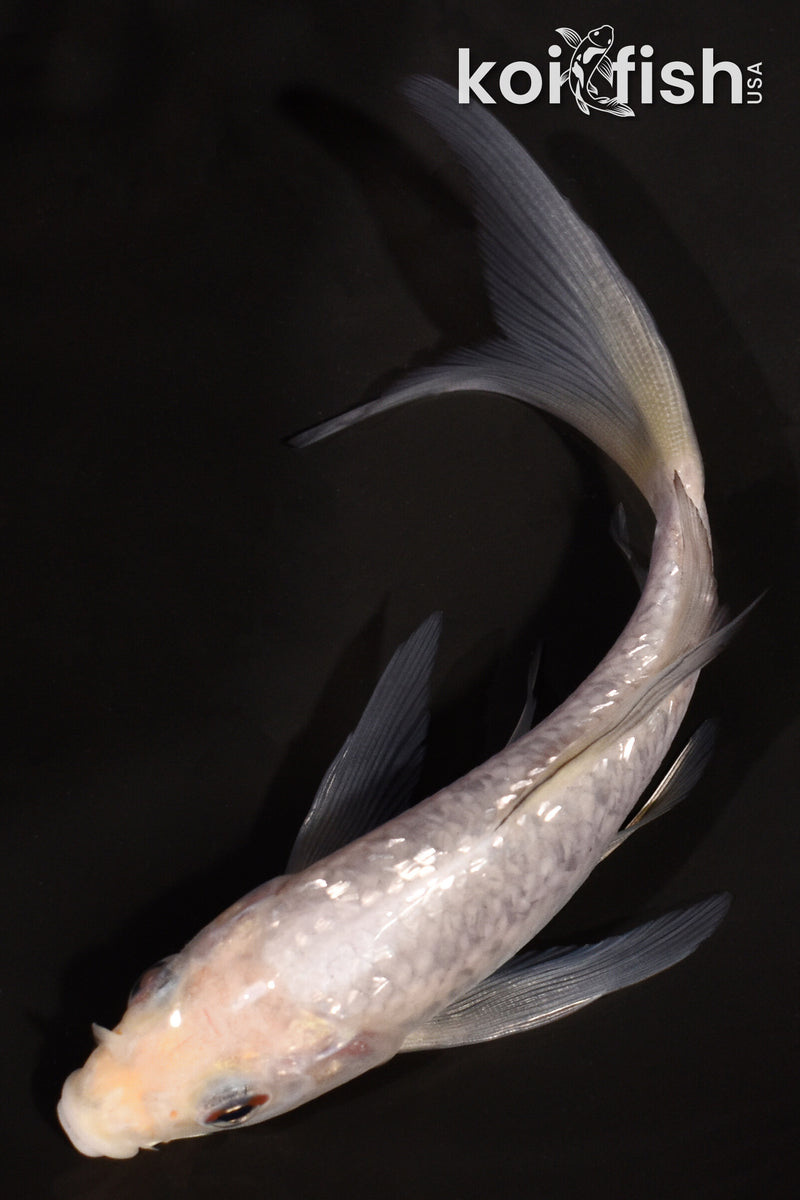 5.25" GINRIN SOROGOI BUTTERFLY