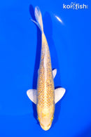 6.5" GINRIN YAMABUKI OGON