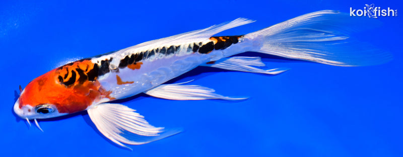 7.75" DOITSU KUJAKU BUTTERFLY