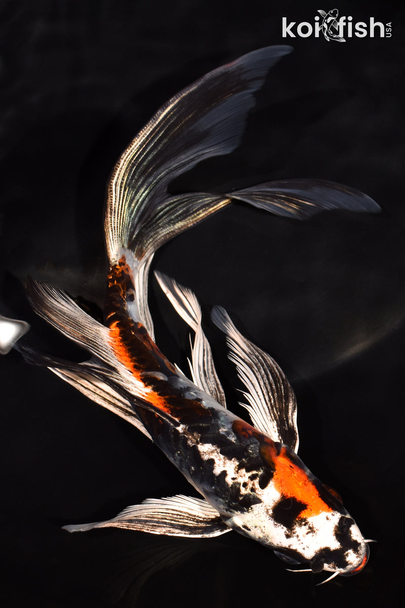 8" ARAGOKE BENI KIKOKURYU BUTTERFLY