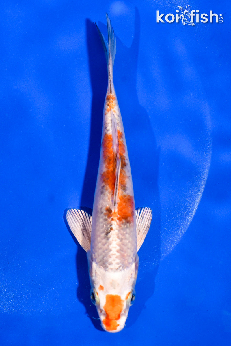 5" YAMATO NISHIKI