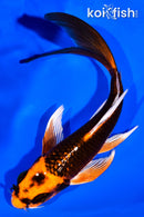 6" ORENJI MATSUBA BUTTERFLY