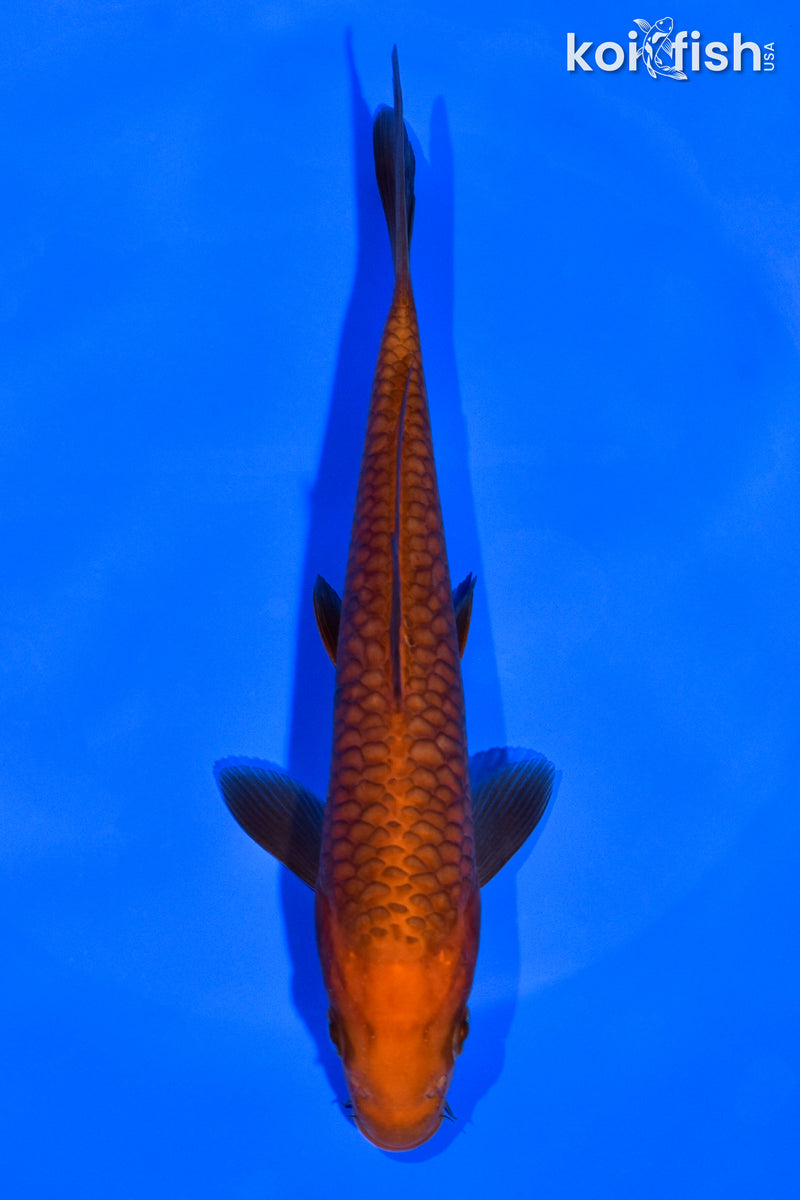 6.25" ARAGOKE CHAGOI