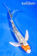 6" GINRIN YAMATO NISHIKI BUTTERFLY