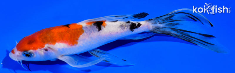 6.25" SANKE BUTTERFLY