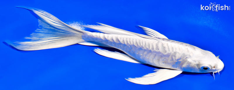 7.5" ARMOR SCALED DOITSU PLATINUM OGON BUTTERFLY