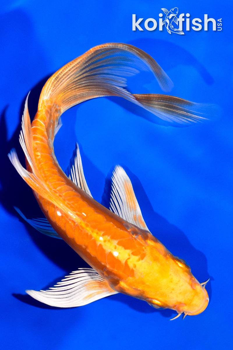 5.75" DOITSU ORENJI OGON BUTTERFLY