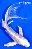 5.25" GINRIN PLATINUM OGON BUTTERFLY