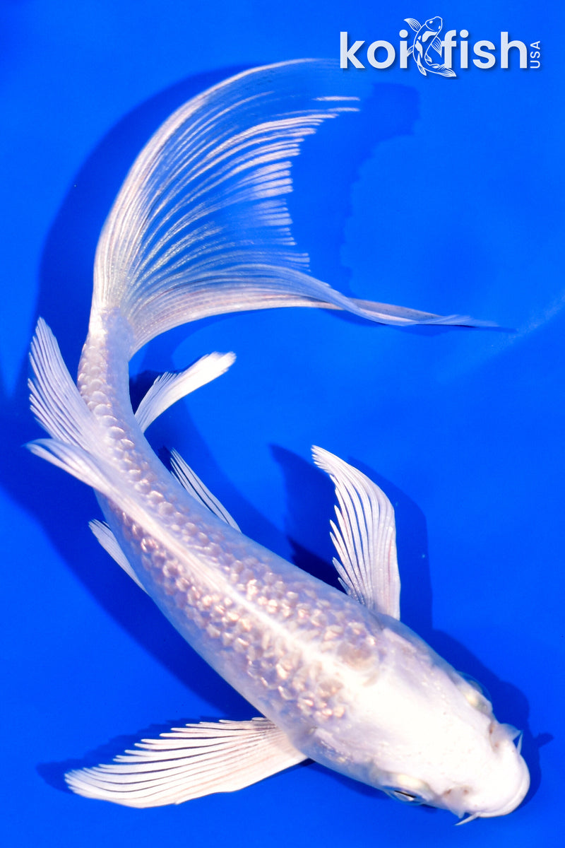 5.25" GINRIN PLATINUM OGON BUTTERFLY