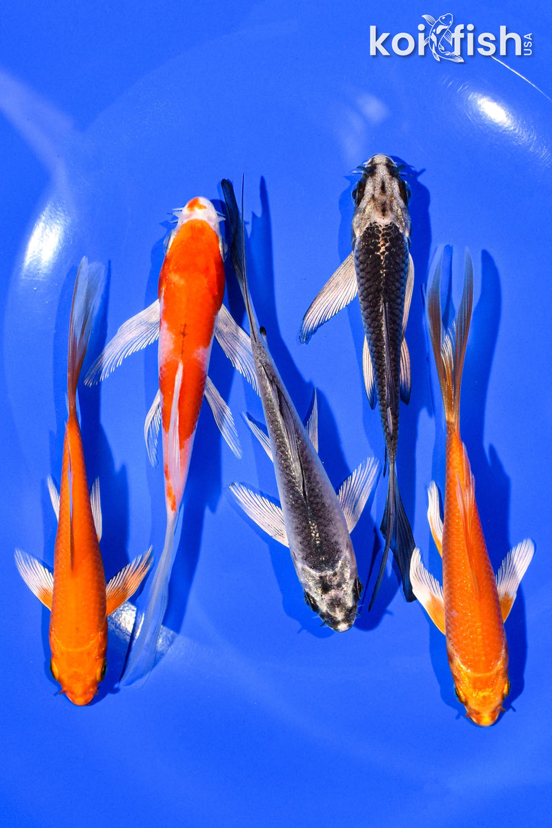 PACK OF (5) 4-5" BUTTERFLY KOI