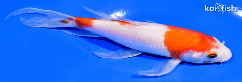 7.25" SANDAN KOHAKU BUTTERFLY