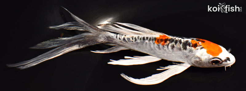 6.25" DOITSU KUJAKU BUTTERFLY