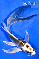 6.25" ARAGOKE KIN KIKOKURYU BUTTERFLY