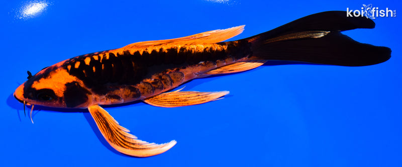 7.25" ARAGOKE BENI KIKOKURYU BUTTERFLY