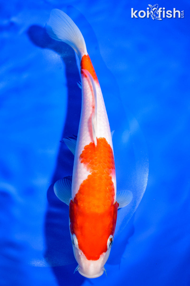 9" KOHAKU