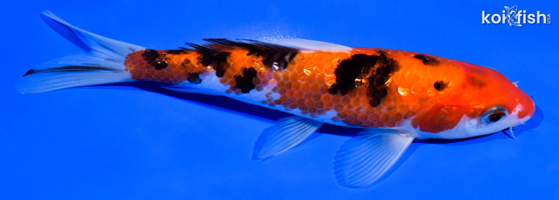 6.5" GINRIN AKA SANKE