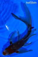 7.5" OCHIBA SHIGURE BUTTERFLY