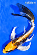 7.75" KIN KIKOKURYU BUTTERFLY