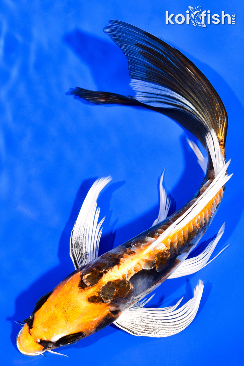 7.75" KIN KIKOKURYU BUTTERFLY