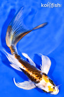 6.25" ARAGOKE BENI KIKOKURYU BUTTERFLY