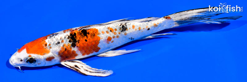 6.75" YAMATO NISHIKI BUTTERFLY