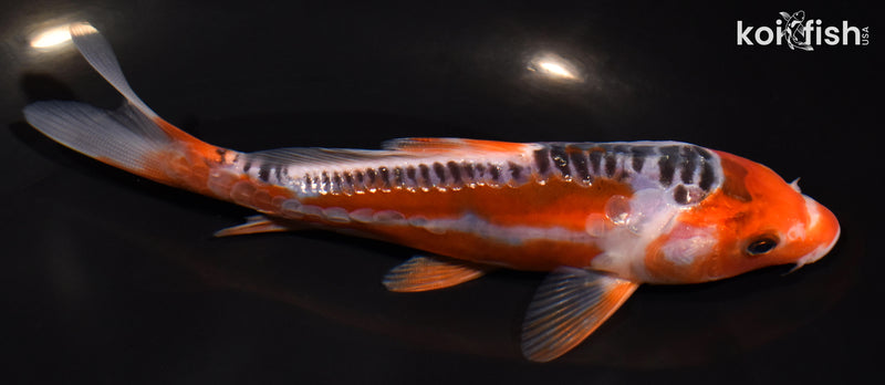 5.75" GINRIN HI SHUSUI