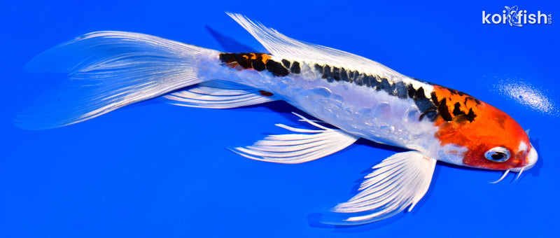 7.75" DOITSU KUJAKU BUTTERFLY