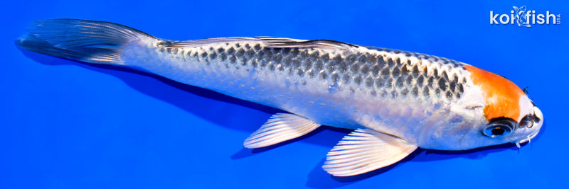 7.25" KUJAKU