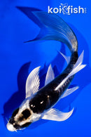 4.25" KIKOKURYU BUTTERFLY