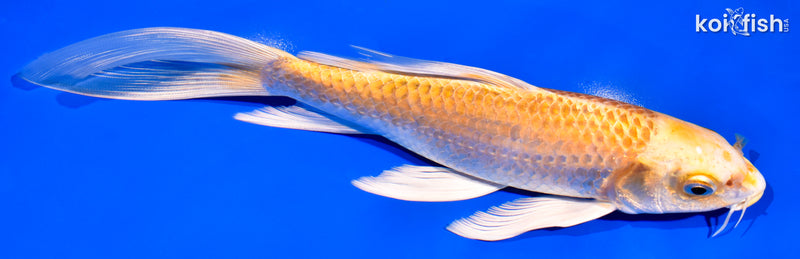 8.5" YAMABUKI OGON BUTTERFLY