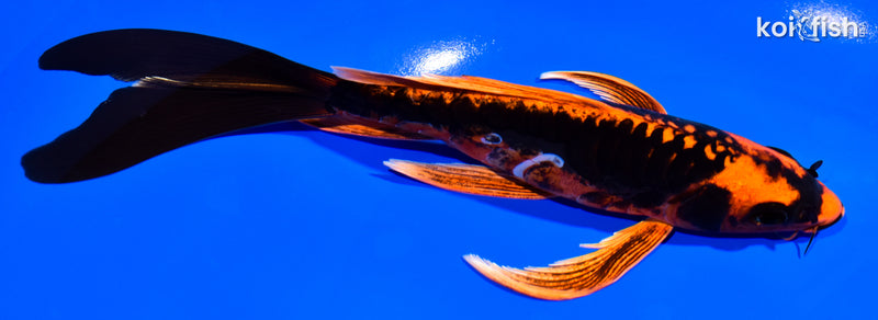 7.25" ARAGOKE BENI KIKOKURYU BUTTERFLY