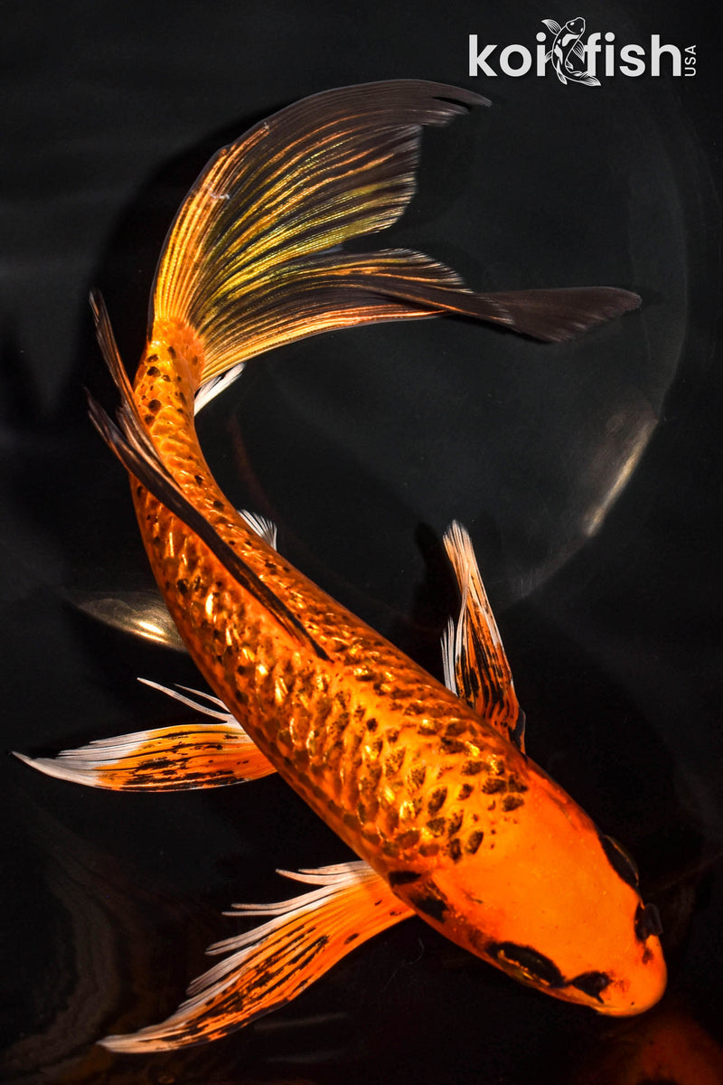 9.5" ORENJI MATSUBA BUTTERFLY