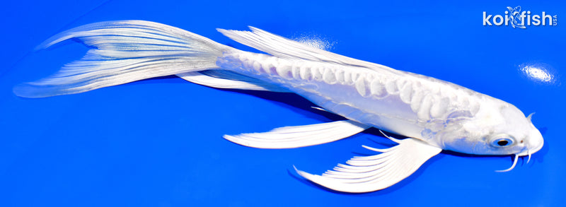 8.25" DOITSU PLATINUM OGON BUTTERFLY