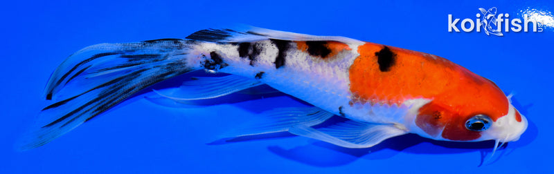 6.25" SANKE BUTTERFLY