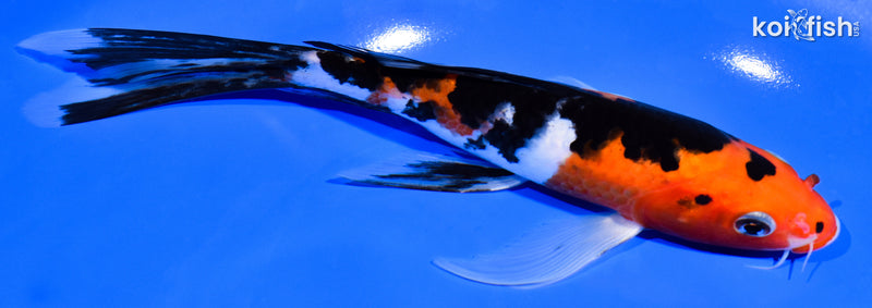 7.75" SANKE BUTTERFLY
