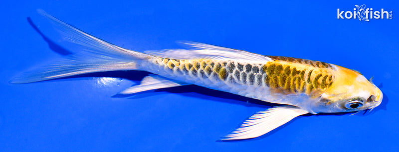 5.25" ARAGOKE KUJAKU BUTTERFLY