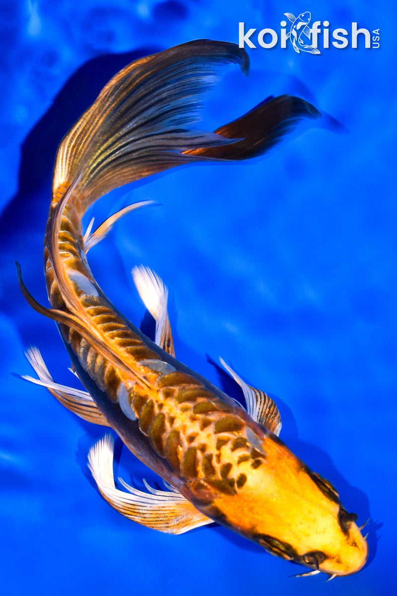 7" KIN KIKOKURYU BUTTERFLY